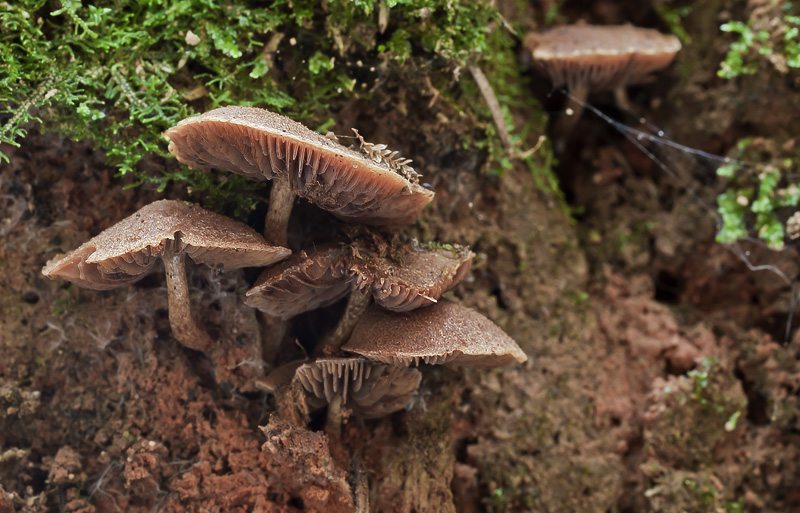 Gymnopilus josserandii